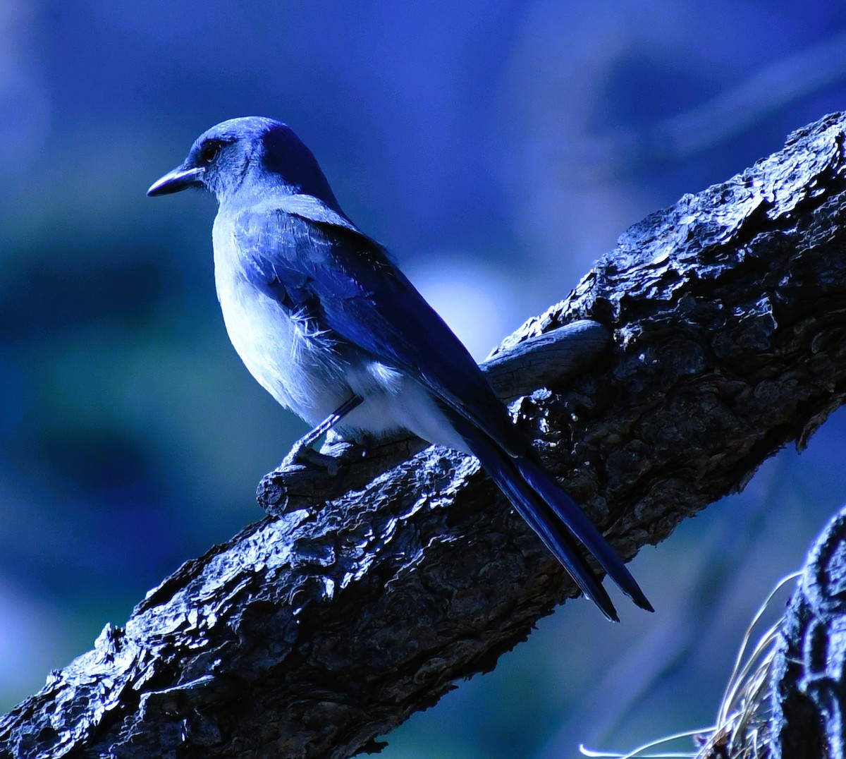 Mexican Jay - ML438402971