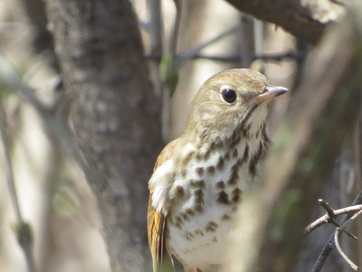Hermit Thrush - ML438403011