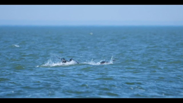 Common Loon - ML438403511