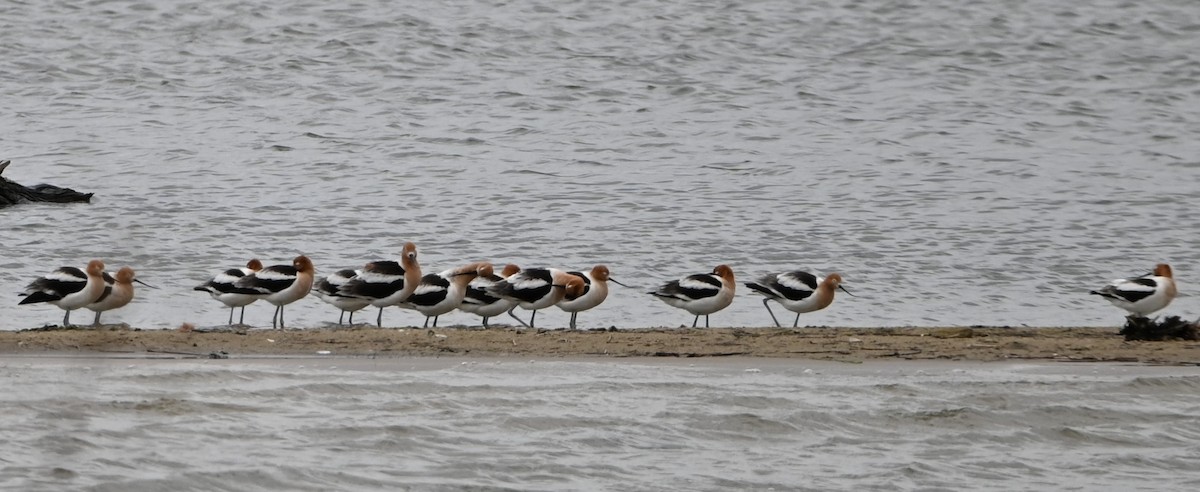 Avocette d'Amérique - ML438406861