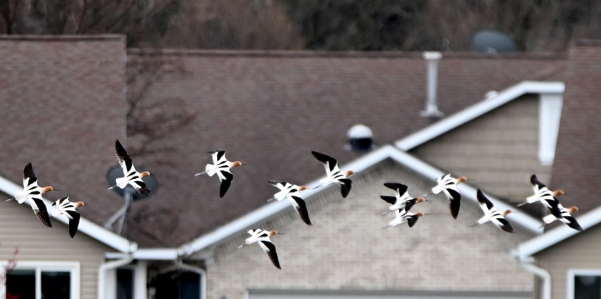 Avocette d'Amérique - ML438406871