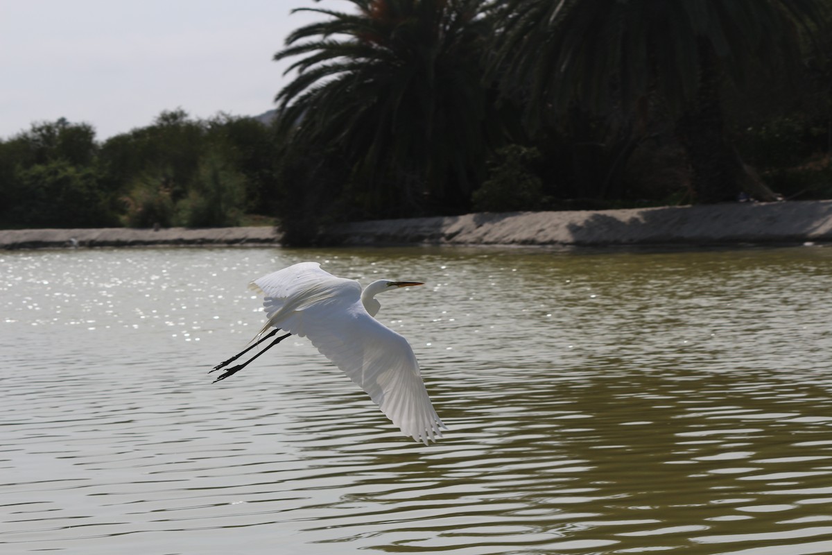 Great Egret - ML43840691