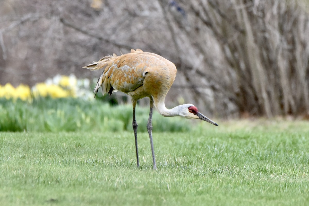 Sandhill Crane - Christopher Veale