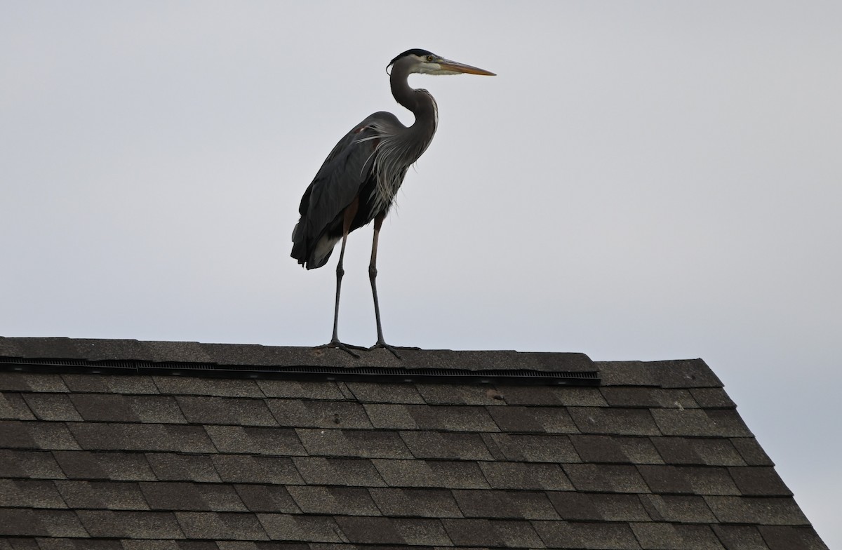 Great Blue Heron - ML438407451