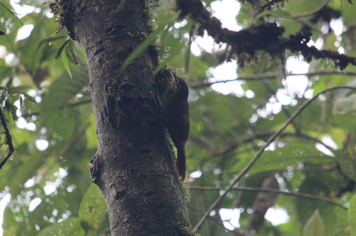 Spotted Woodcreeper - ML438410301