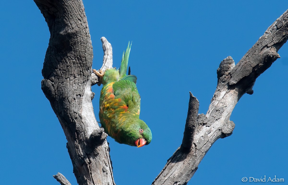 Scaly-breasted Lorikeet - David Adam