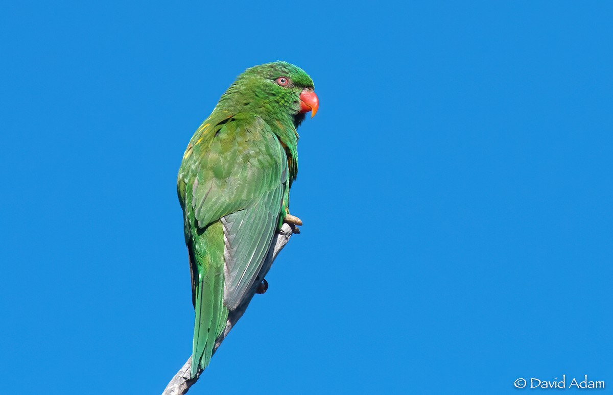 Scaly-breasted Lorikeet - ML438410451