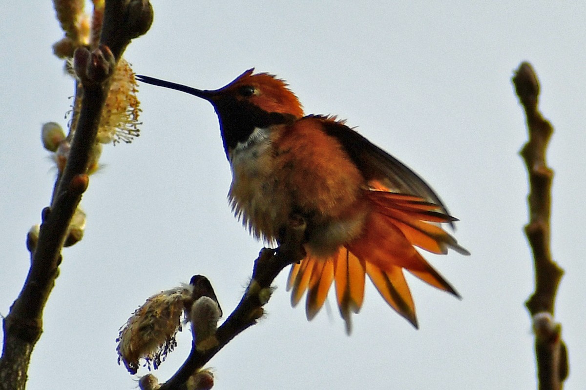 Rufous Hummingbird - Steve Hawes