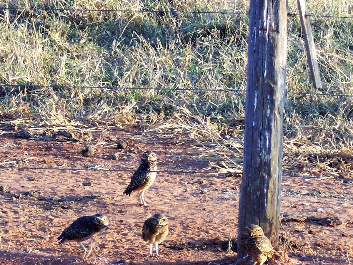 Burrowing Owl - ML438413431