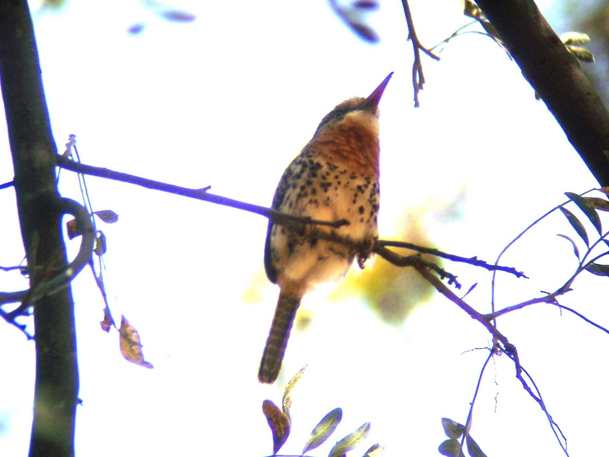 Spot-backed Puffbird - ML438413481