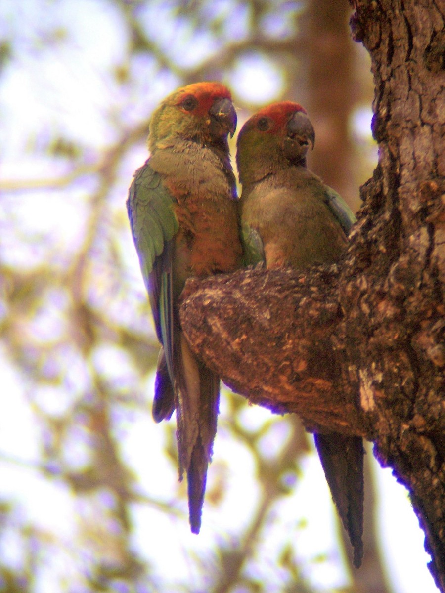 Golden-capped Parakeet - ML438413721