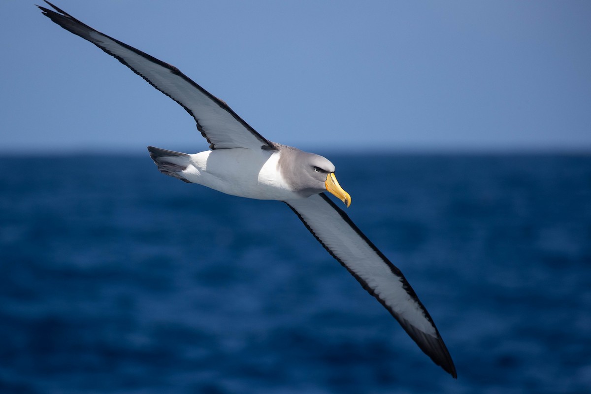 Albatros des Chatham - ML438415771