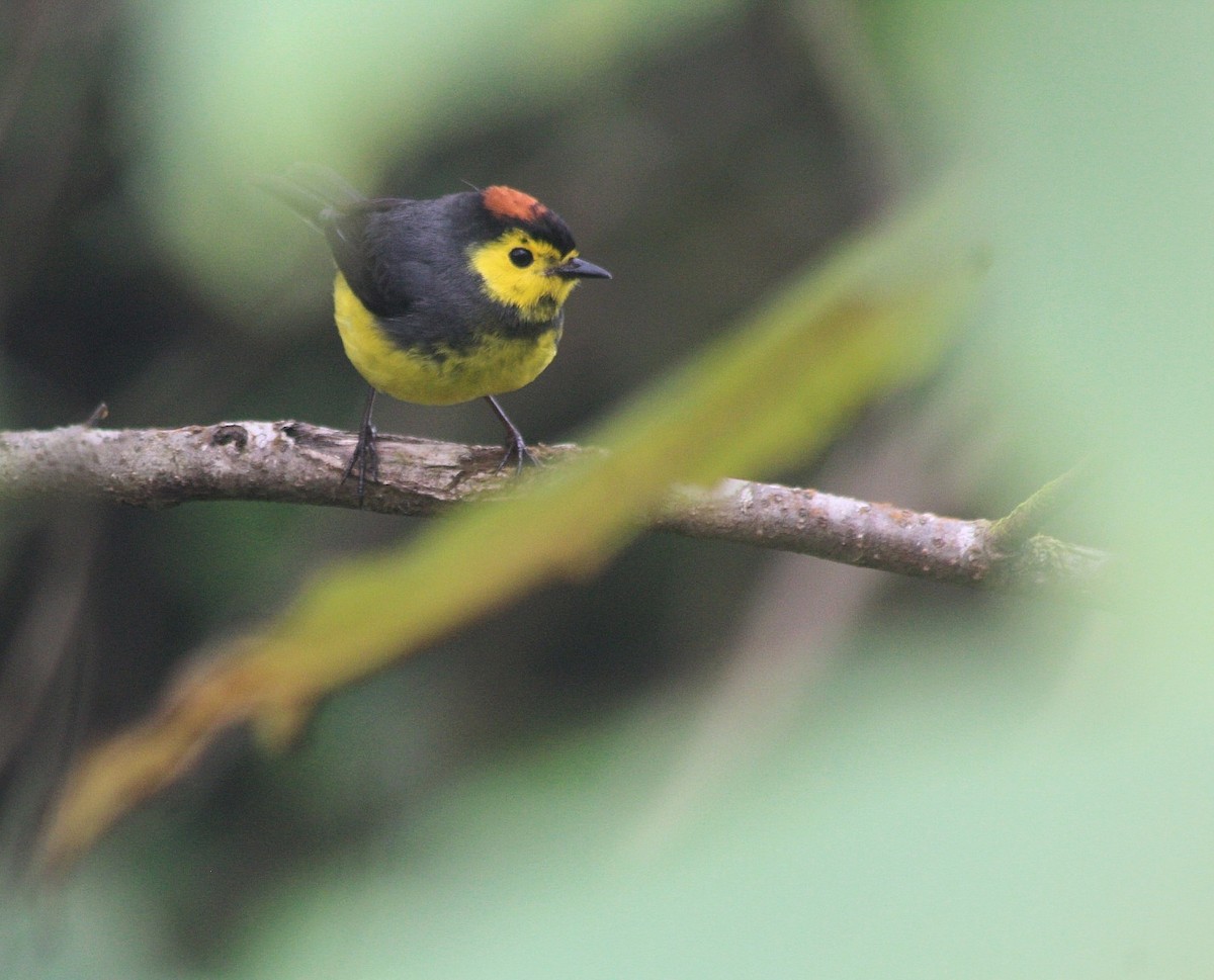 Collared Redstart - ML438415871