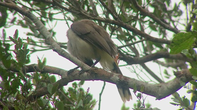 Azure-naped Jay (Campina) - ML438416361