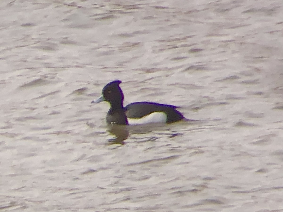 Tufted Duck x Lesser Scaup (hybrid) - Adrian Azar