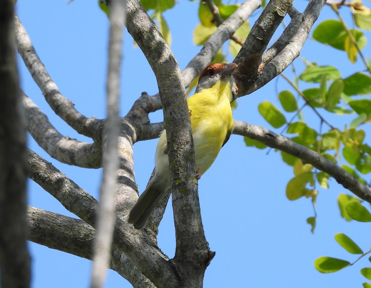 Rufous-browed Peppershrike - ML438417501