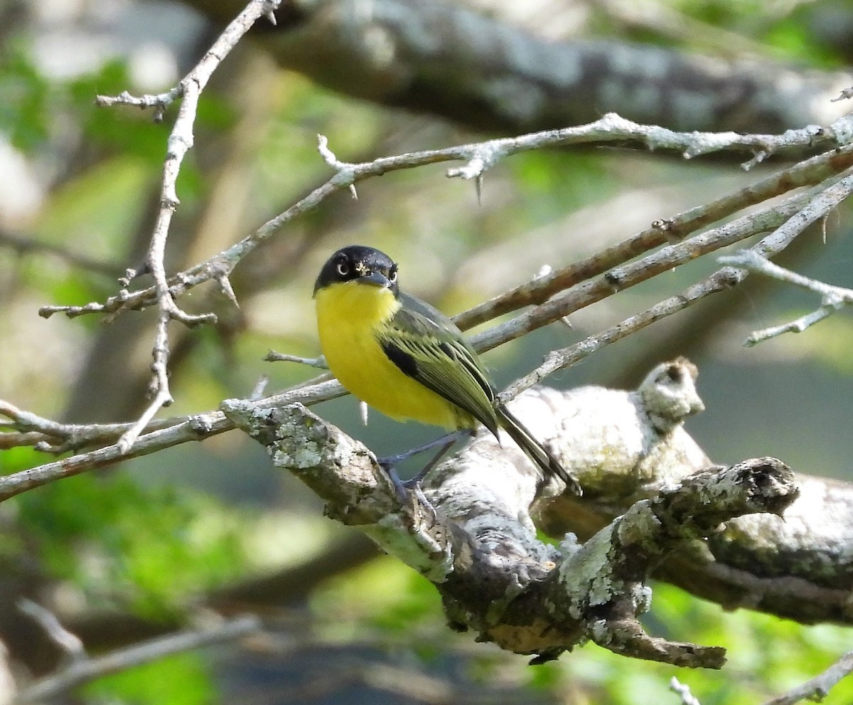 Common Tody-Flycatcher - ML438417811