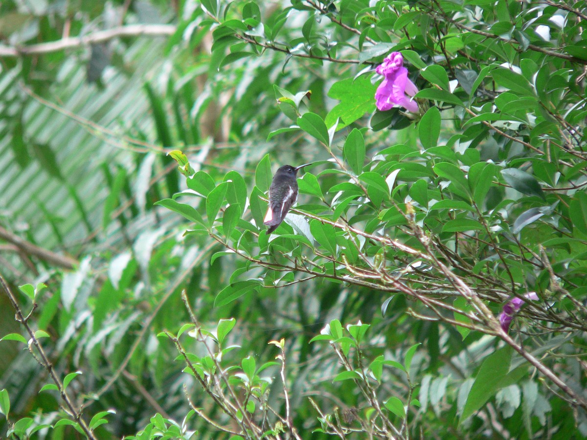 Colibrí Negro - ML438418871