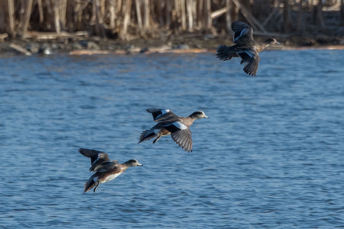 American Wigeon - ML438418941