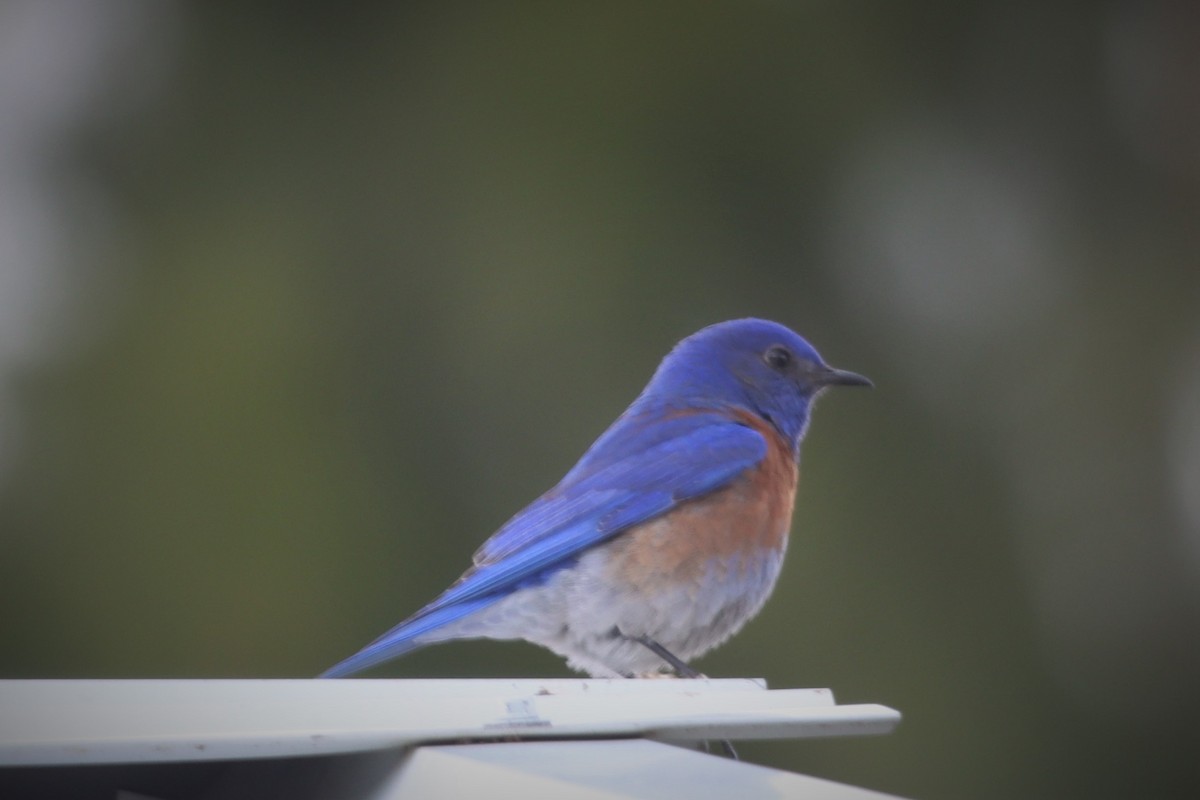 Western Bluebird - ML438420701