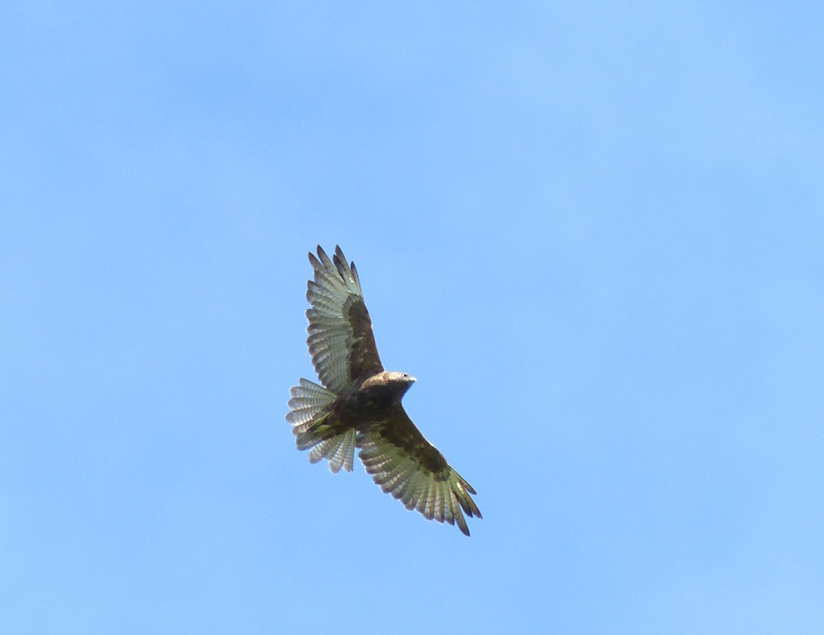 Hawaiian Hawk - ML43842071