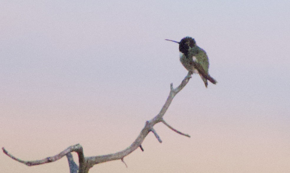 ørkenkolibri - ML438420931