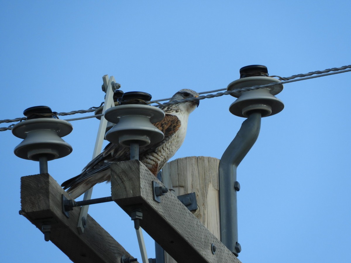 Ferruginous Hawk - ML438421701