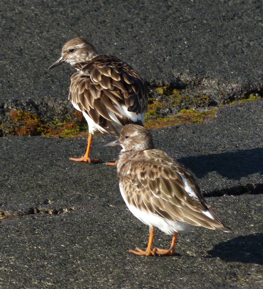 Ruddy Turnstone - ML43842191