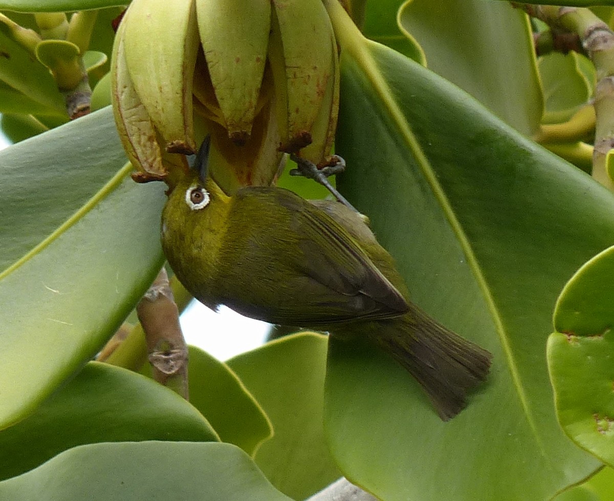 Warbling White-eye - Alain Sylvain