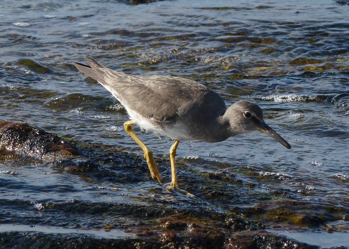 Wandering Tattler - ML43842211