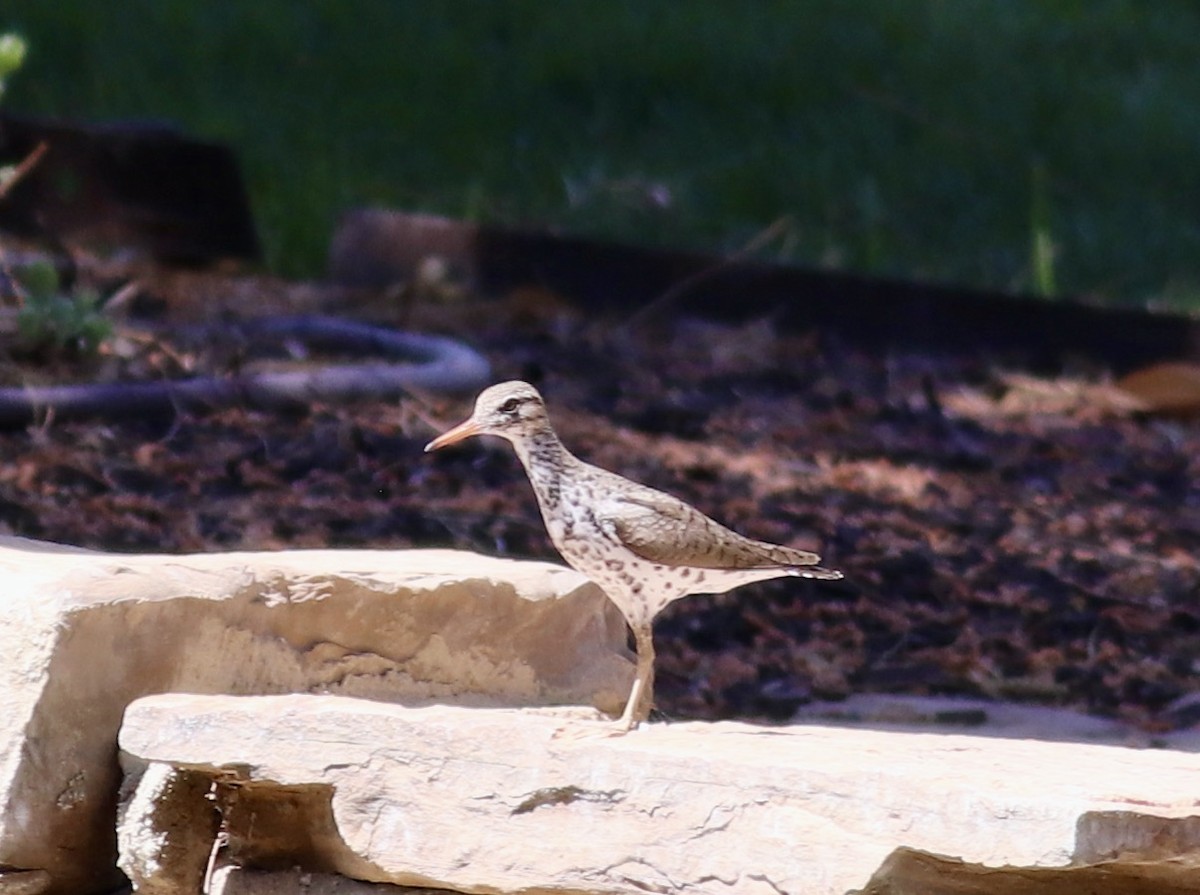 Spotted Sandpiper - ML438422401