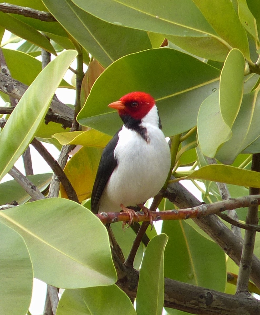 Yellow-billed Cardinal - ML43842261