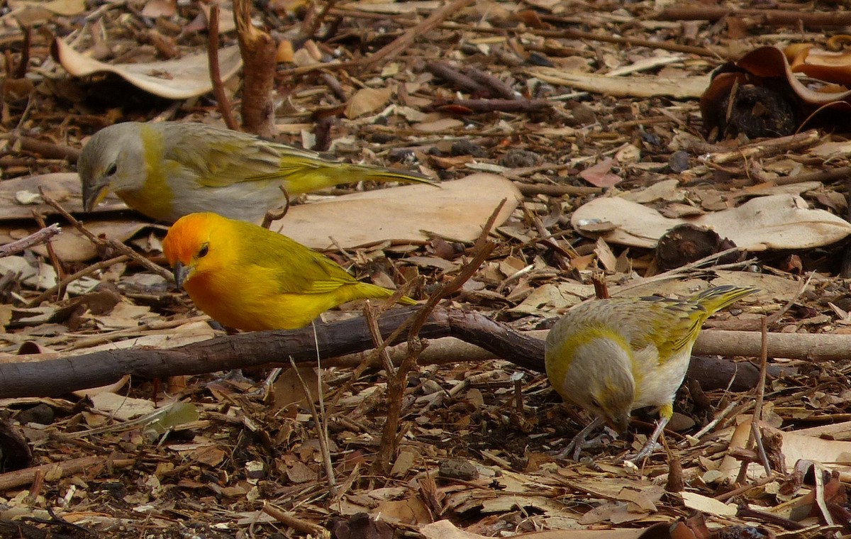 Saffron Finch - ML43842301