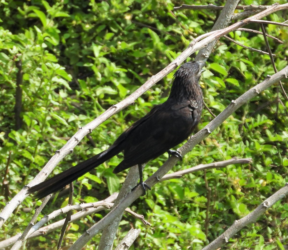 Groove-billed Ani - ML438423071