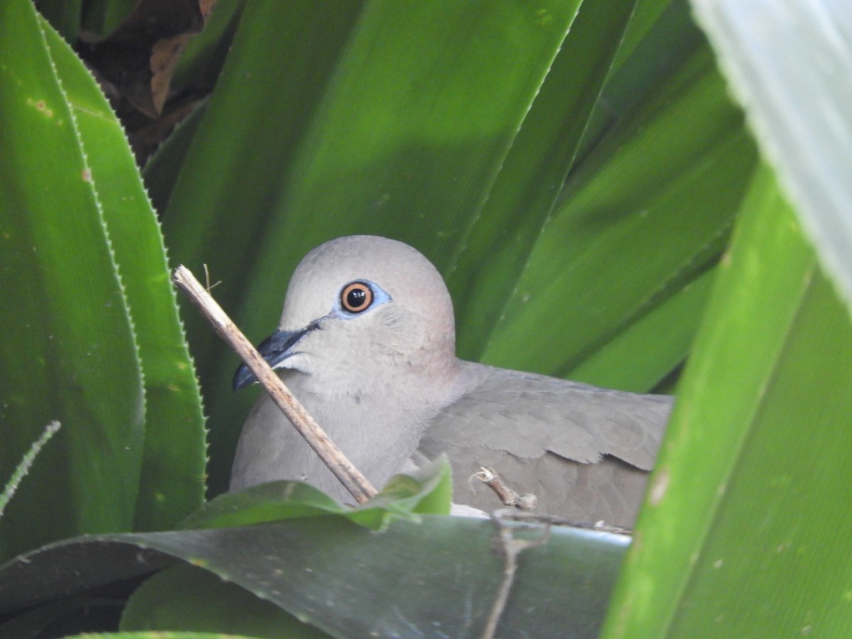 White-tipped Dove - ML438423921