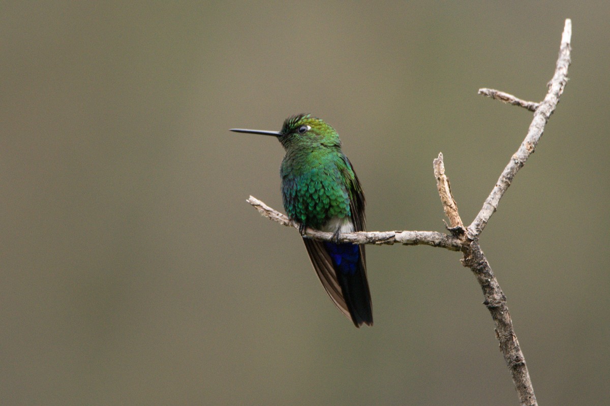 Sapphire-vented Puffleg - Jaime Valenzuela Trujillo