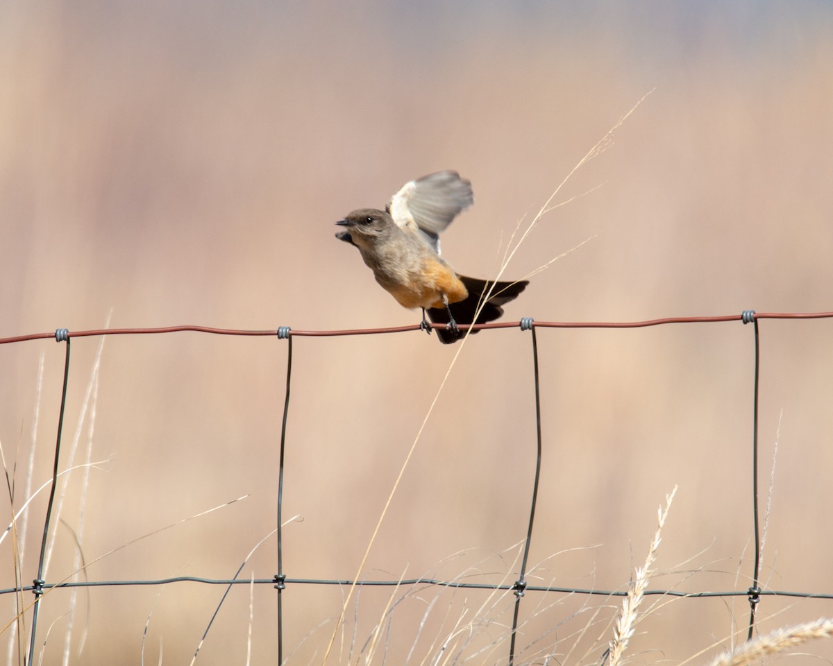 Say's Phoebe - ML438424371