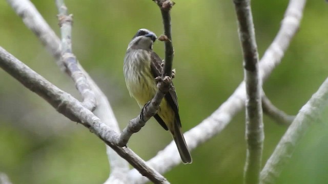 Piratic Flycatcher - ML438424881