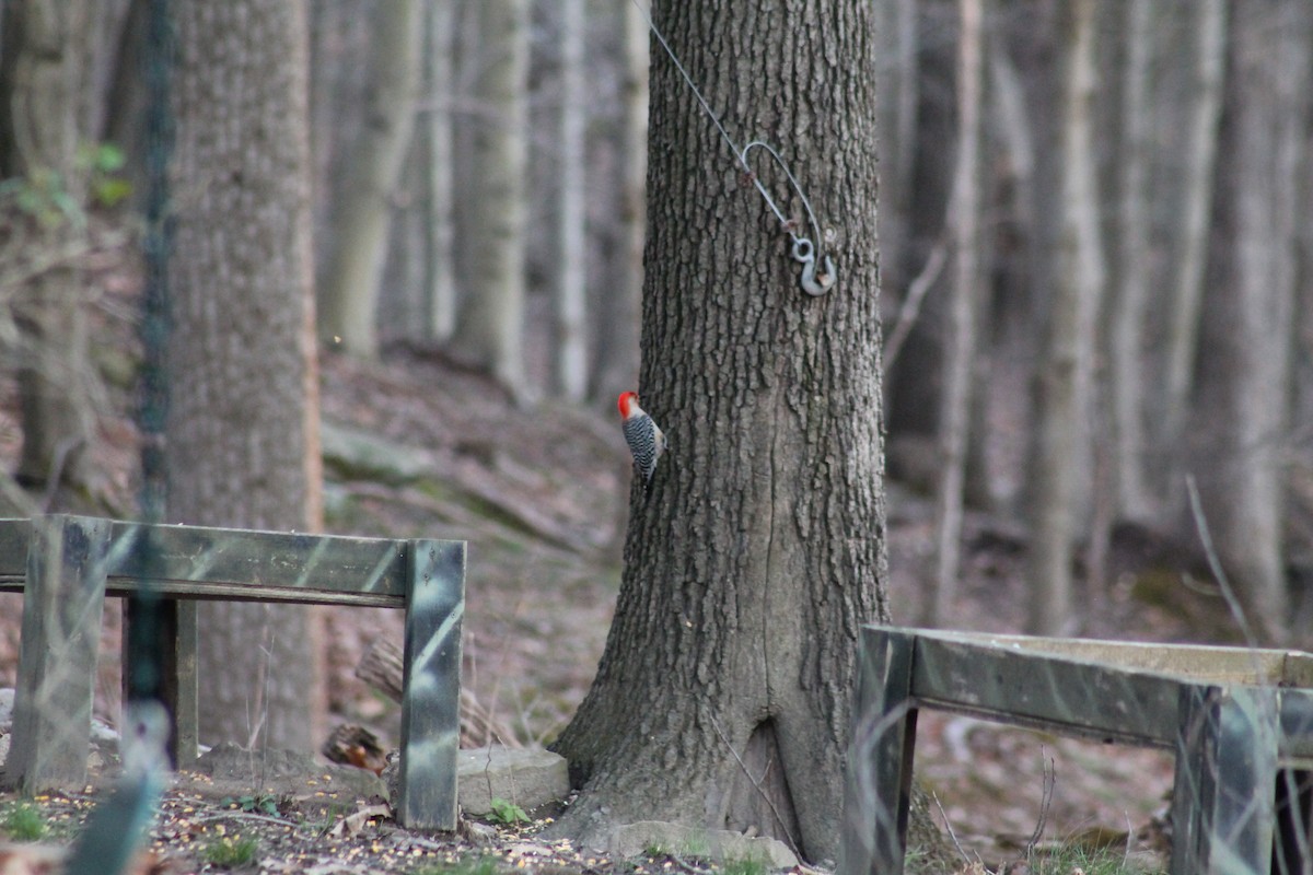 Red-bellied Woodpecker - Andrew Ross