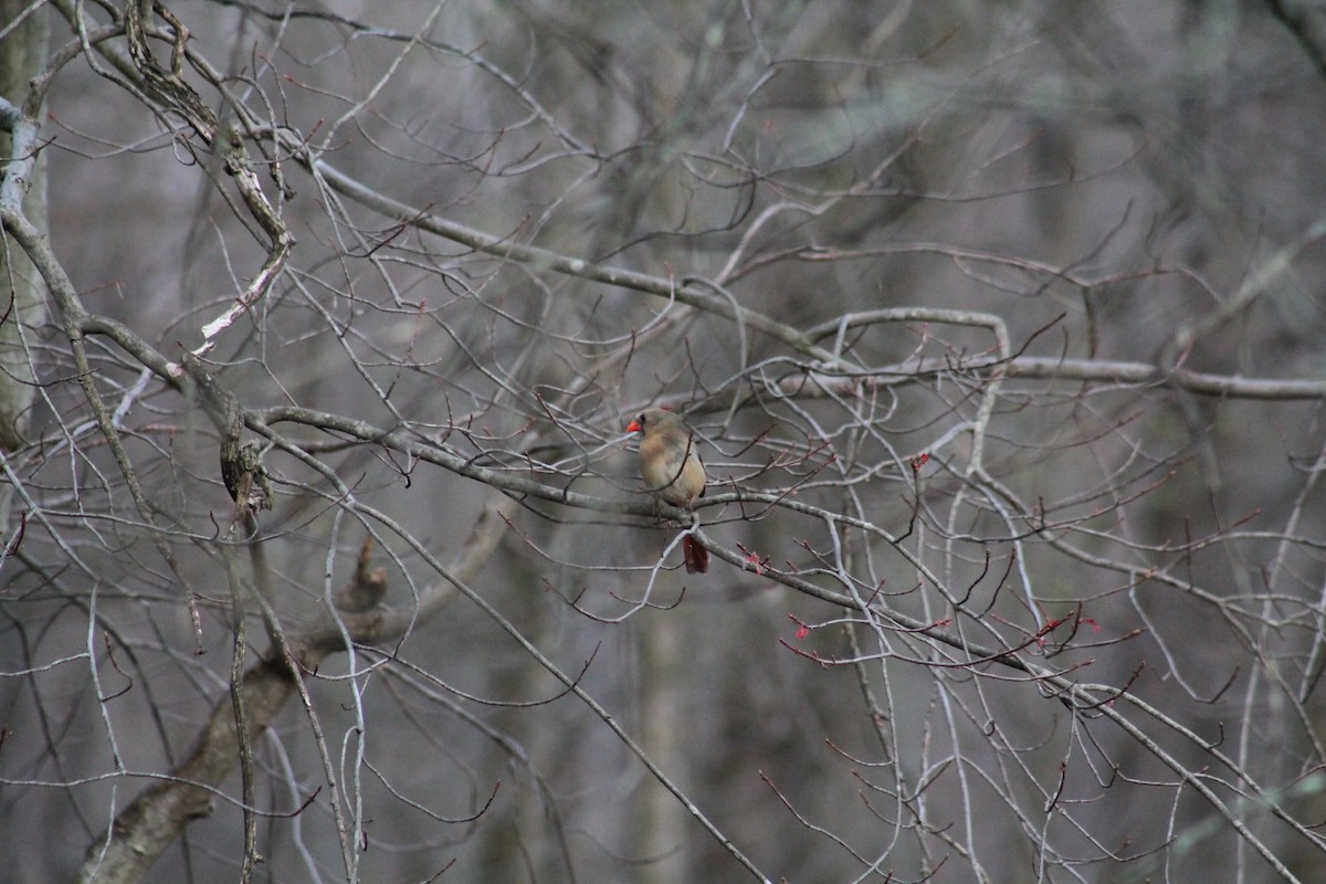 Northern Cardinal - Andrew Ross