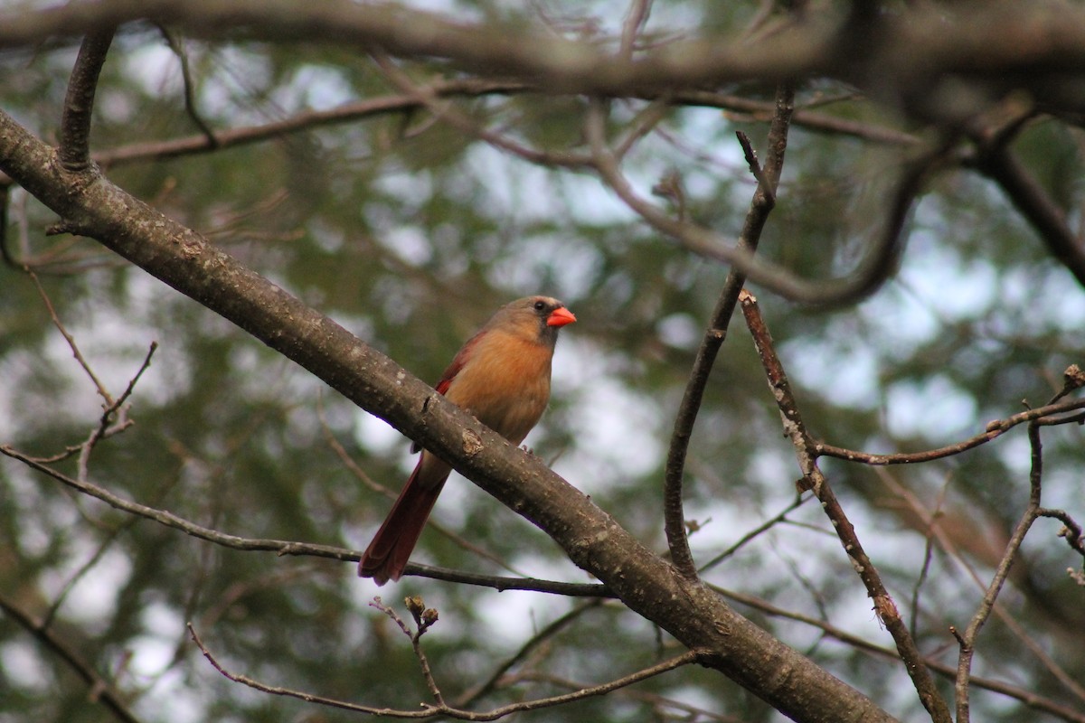 Northern Cardinal - ML438426901