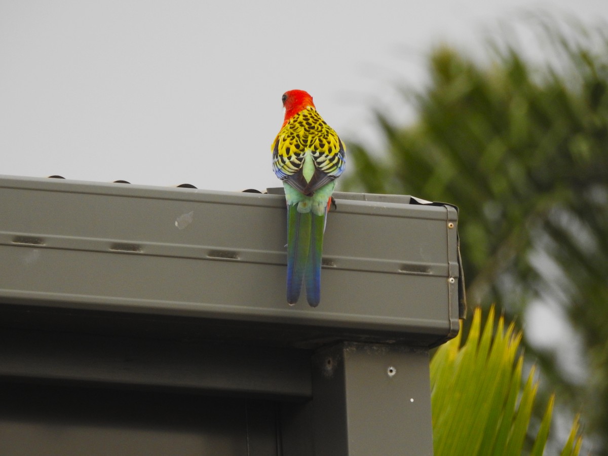 Eastern Rosella - ML438427111