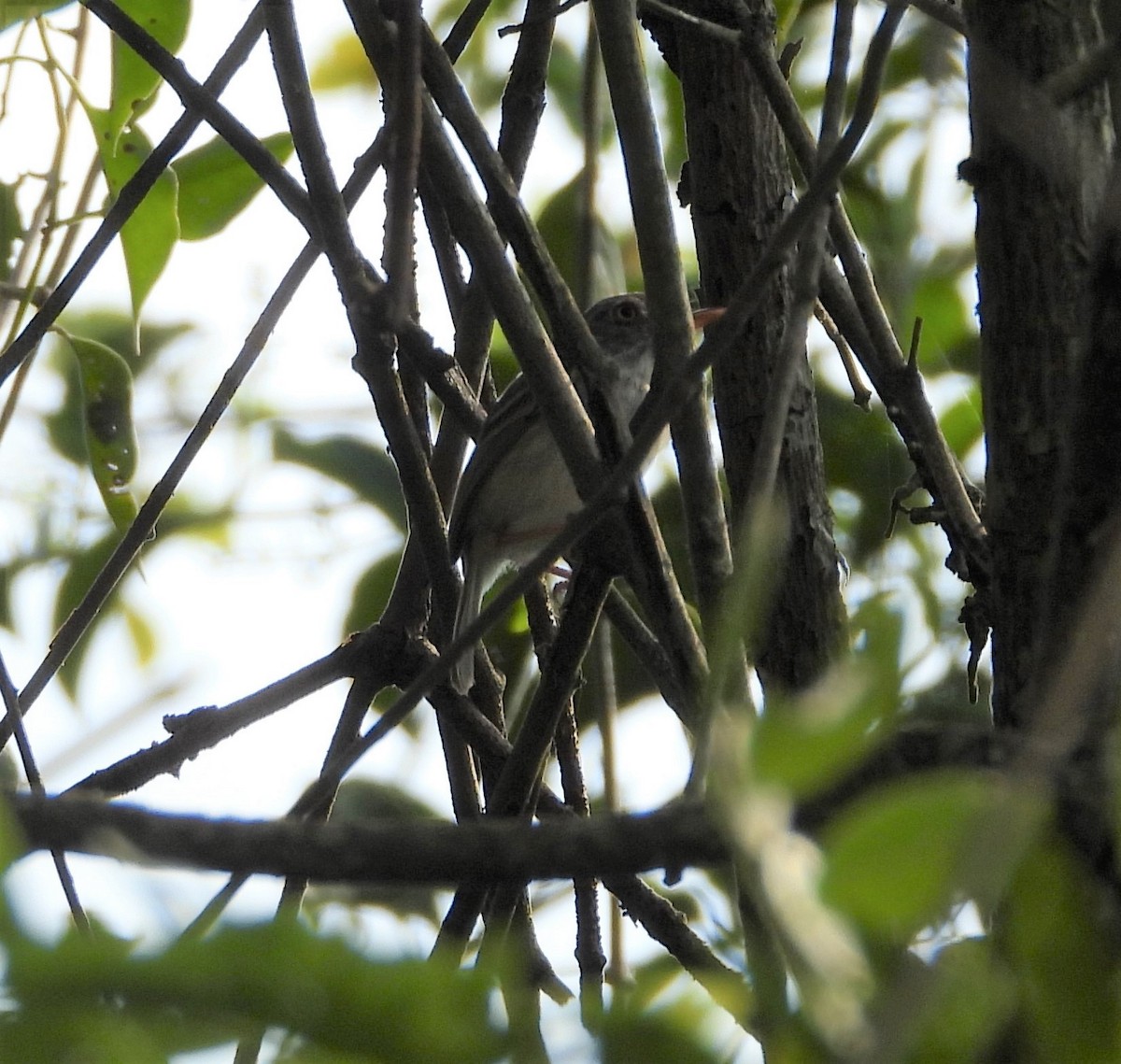 Pearly-vented Tody-Tyrant - ML438428601