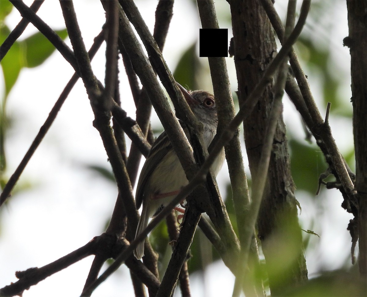 Pearly-vented Tody-Tyrant - ML438428651