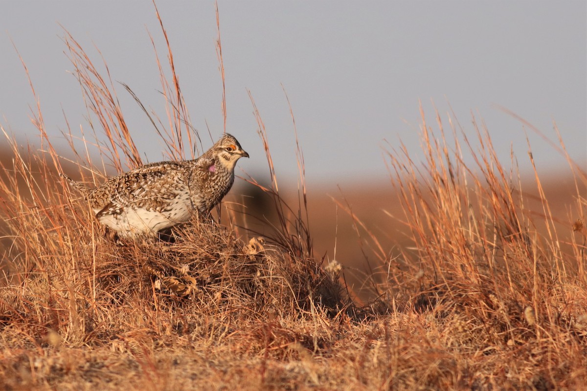 Sharp-tailed Grouse - ML438428961