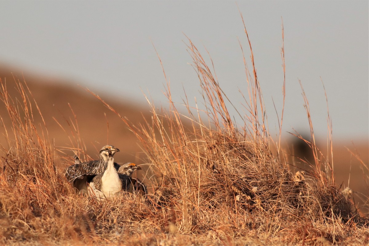 Sharp-tailed Grouse - Brendan Fogarty