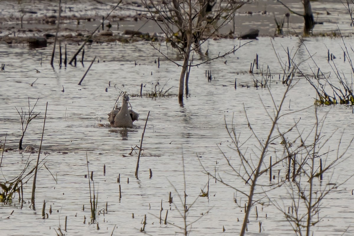 Long-billed Curlew - ML438429941