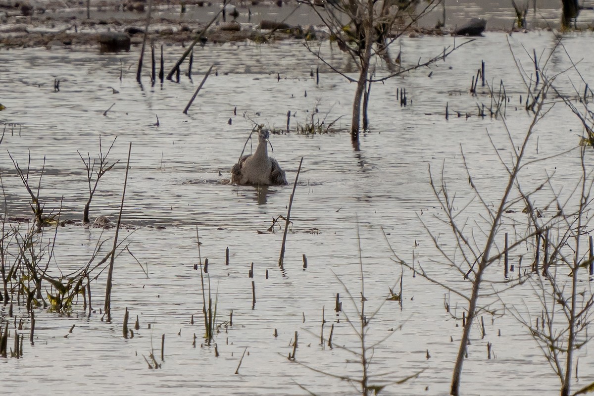 Long-billed Curlew - ML438429951