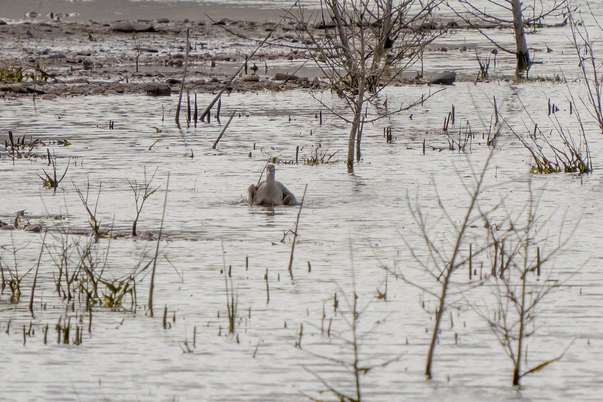 Long-billed Curlew - ML438429961