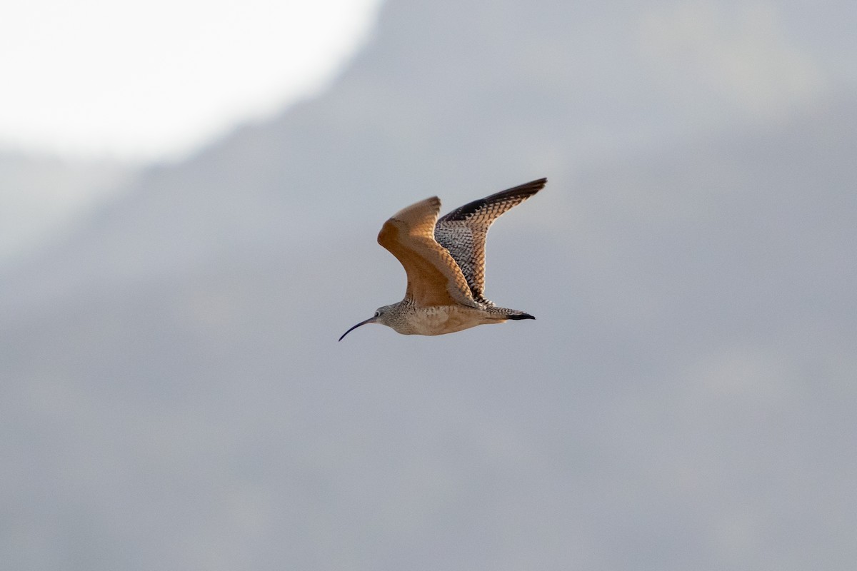 Long-billed Curlew - ML438429971